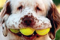 Собака с мячиками