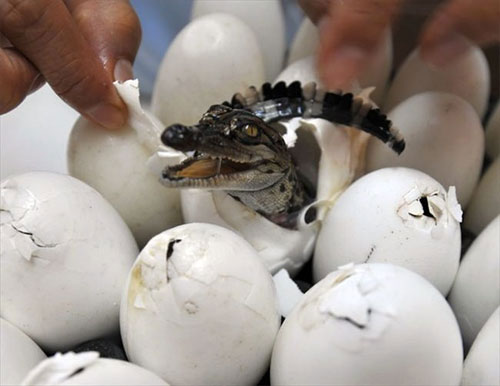 Рождение крокодилов