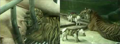 Тигрята и поросята