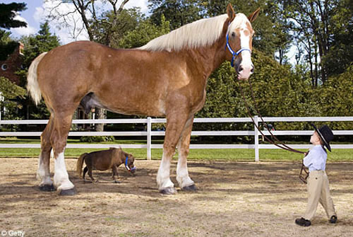 Самый большой и самый маленький конь