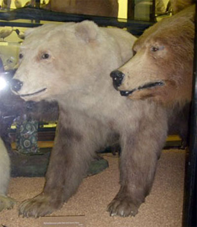 Гибрид медведя гризли и полярного медведя
