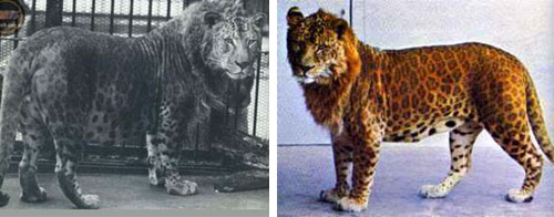 Leopon - гибрид леопарда и льва