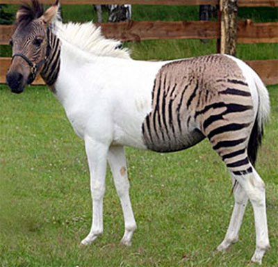 Гибрид зебры помесь зебры и лошади
