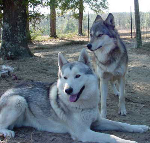 Собака волк - гибрид волка и собаки