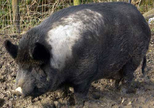 Свинья - гибрид домашней и дикой свиньи